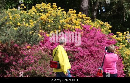 19. Mai 2023, Mecklenburg-Vorpommern, Graal-Müritz: Im Rhododendron-Park wandern Besucher zwischen den blühenden Rhododendron- und Azaleabüschen. Das traditionelle Rhododendron Park Festival findet vom 19. Bis 21. Mai 2023 im 4,5 ha großen Park statt. Der Park wurde 1955 - 1961 vom Rostocker Gartenarchitekten Friedrich-Karl Evert auf einer ehemaligen Sandgrube erbaut. Es ist eines der größten in Deutschland und wurde 1986 zum Denkmal erklärt. Foto: Bernd Wüstneck/dpa Stockfoto