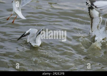 möwe, Braunkopfmöwe ist ein Vogel, der in einer Herde fliegt oder schwimmt. Stockfoto