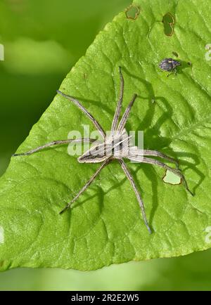 Nursery Web Spider (Pisaura mirabilis) Kent, UK, Mai. Stockfoto