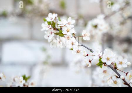 Blühende oder blühende Kirschbaumzweige mit blauem Himmel im Hintergrund Stockfoto