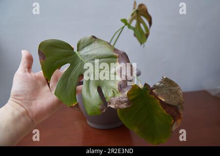 Pflanzenkrankheiten in Innenräumen. Darstellung des erkrankten Monsterablattes. Stockfoto