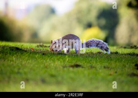 Graues Eichhörnchen, westliches graues Eichhörnchen, das Nüsse im Gras versteckt Stockfoto