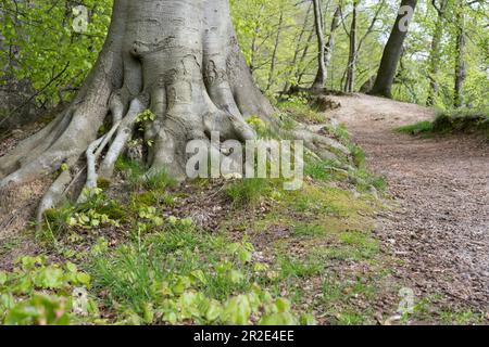 Wanderweg im Park im Frühling mit Buchenbäumen entlang der Strecke Stockfoto