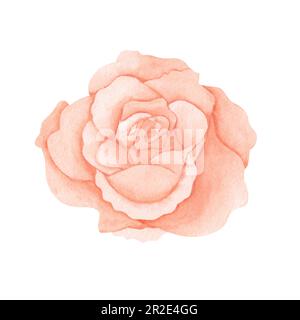 Aquarell Rosa Pfirsichrosa. Handgezeichnete Illustration für Grußkarten oder Hochzeitseinladungen auf isoliertem Hintergrund Stockfoto