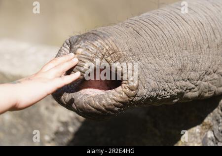 Hamburg, Deutschland. 19. Mai 2023. Ein Kind streichelt den Rüssel eines Elefanten im Zoo von Hagenbeck. Kredit: Marcus Brandt/dpa/Alamy Live News Stockfoto