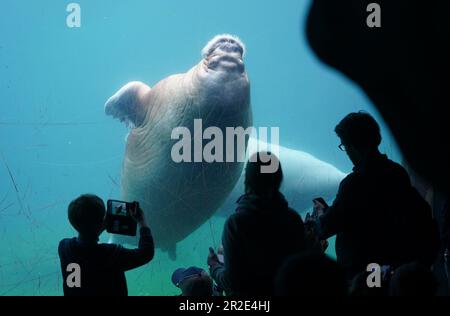 Hamburg, Deutschland. 19. Mai 2023. Ein Walross schwimmt durch den großen Pool im Arktischen Ozean im Hagenbeck Zoo. Kredit: Marcus Brandt/dpa/Alamy Live News Stockfoto