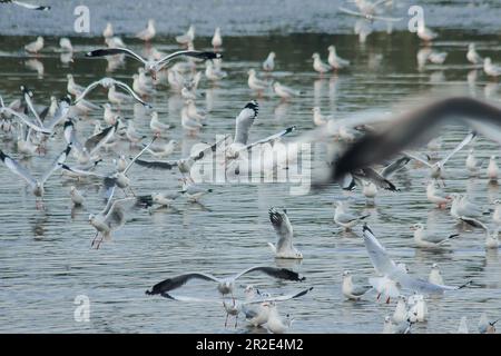 möwen, Braunköpfige Möwe, sind Vögel, die in Herden zusammenfliegen. Stockfoto