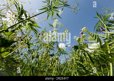 Durch das lange Gras und die Wiesenblumen in den Himmel zu blicken Stockfoto