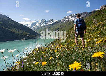 Walker und sommerliche Alpenblumen am Ufer des Moiry Reservoirs mit Bergen im Hintergrund, Grimentz, Schweiz. Stockfoto