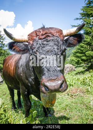 Porträt einer schwarzen Heren-Kuh auf einer alpinen Sommerwiese in der Schweiz Stockfoto