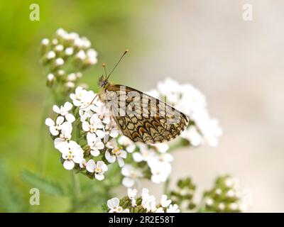 Fritillarischer Schmetterling auf weißem Achillea-Blumenkopf auf der Wiese Stockfoto