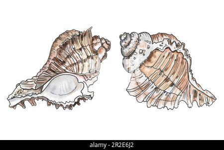 Handgezeichnete Aquarellabbildungen. Sammlung von Muscheln, Spüle und Seesternen. Sammlung von Muscheln, Spüle und Seesternen. Perfekt für Einladungen, Stoff, Stockfoto