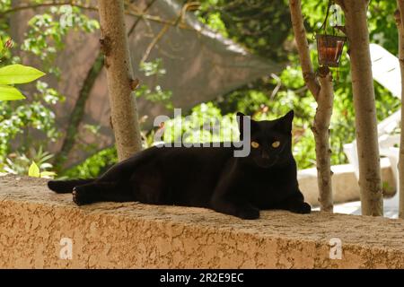 Schwarzer Panther, Katze Baghera in der Provence Stockfoto