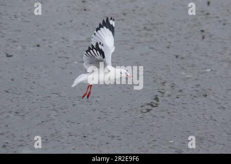 möwe, Braunkopfmöwe ist ein Vogel, der in einer Herde fliegt oder schwimmt. Stockfoto