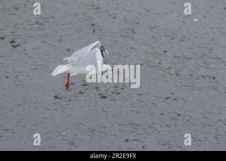 möwe, Braunkopfmöwe ist ein Vogel, der in einer Herde fliegt oder schwimmt. Stockfoto