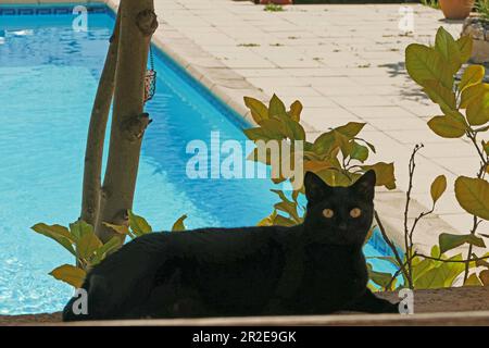 Schwarzer Panther, Katze Baghera in der Provence Stockfoto