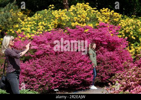 19. Mai 2023, Mecklenburg-Vorpommern, Graal-Müritz: Im Rhododendron-Park wandern Besucher zwischen den blühenden Rhododendron- und Azaleabüschen. Das traditionelle Rhododendron Park Festival findet vom 19. Bis 21. Mai 2023 im 4,5 ha großen Park statt. Der Park wurde 1955 - 1961 vom Rostocker Gartenarchitekten Friedrich-Karl Evert auf einer ehemaligen Sandgrube erbaut. Es ist eines der größten in Deutschland und wurde 1986 zum Denkmal erklärt. Foto: Bernd Wüstneck/dpa Stockfoto