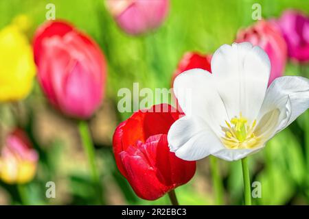 Mehrfarbige blühende Tulpen am Frühlingssonntag. Blumen im Hintergrund. Stockfoto