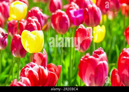 Mehrfarbige blühende Tulpen am Frühlingssonntag. Blumen im Hintergrund. Stockfoto