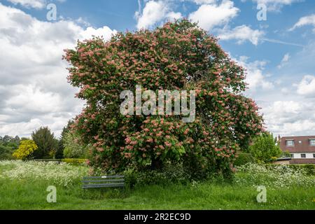 Red Horse Rosskastanie (Aesculus Dryas, Aesculus X Dryas, einem fruchtbaren hybriden Arten) mit rot oder rosa Blüten im Mai, Frühling blühende, Großbritannien Stockfoto