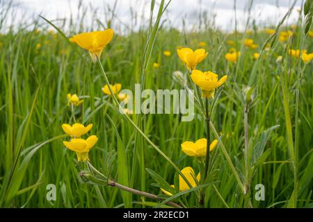 Bulbusbutterblume (Ranunculus bulbosus) auf einer Wildblumenwiese im Mai, Surrey, England, Vereinigtes Königreich Stockfoto