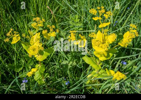 Perfoliate Alexanders (Smyrnium perfoliatum), eine invasive gebietsfremde Pflanzenart, die in Surrey, England, Vereinigtes Königreich, wächst Stockfoto