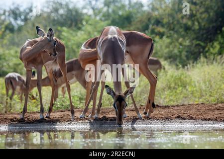 Gruppe von Common Impala, die am Wasserloch im Kruger-Nationalpark, Südafrika, mit Hintergrundbeleuchtung trinkt; Specie Aepyceros melampus Familie der Bovidae Stockfoto