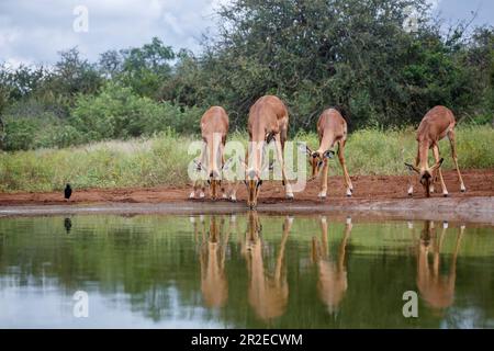 Gruppe von Common Impala trinkt am Wasserloch im Kruger-Nationalpark, Südafrika; Specie Aepyceros melampus Familie der Bovidae Stockfoto