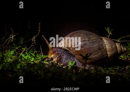 Riesige afrikanische Landschnecke, die sich nachts im Gras im Kruger-Nationalpark, Südafrika, bewegt; Specie Lissachatina fulica Familie von Lissachatina fulica Stockfoto