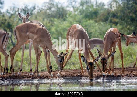 Gruppe von Common Impala, die am Wasserloch im Kruger-Nationalpark, Südafrika, mit Hintergrundbeleuchtung trinkt; Specie Aepyceros melampus Familie der Bovidae Stockfoto