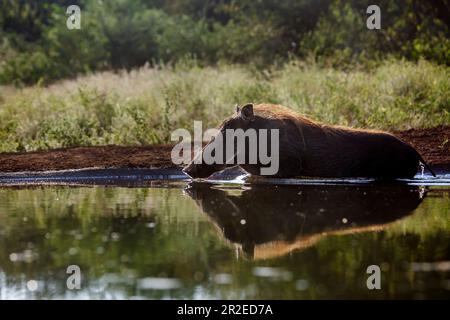 Gemeines Warzenschwein im Wasserloch mit Hintergrundbeleuchtung im Kruger-Nationalpark, Südafrika; Specie Phacochoerus africanus Familie der Suidae Stockfoto