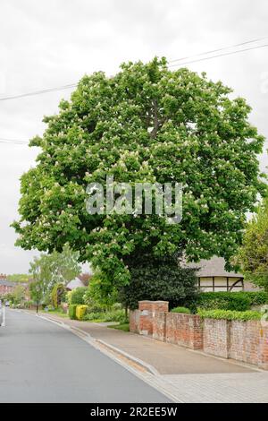 Ein wunderschöner Rosskastanienbaum mit weißen Kerzenblumen. England im Frühling. Mitte Mai in Blüte. Stockfoto