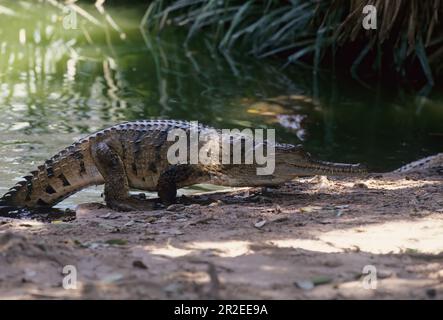 Das Süßwasserkrokodil (Crocodylus johnstoni), auch bekannt als australisches Süßwasserkrokodil, Johnstones Krokodil oder Fresh, ist eine Art Stockfoto