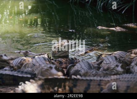 Das Süßwasserkrokodil (Crocodylus johnstoni), auch bekannt als australisches Süßwasserkrokodil, Johnstones Krokodil oder Fresh, ist eine Art Stockfoto