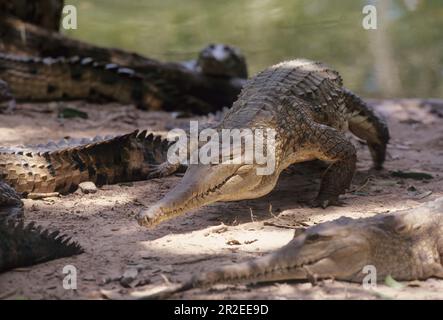 Das Süßwasserkrokodil (Crocodylus johnstoni), auch bekannt als australisches Süßwasserkrokodil, Johnstones Krokodil oder Fresh, ist eine Art Stockfoto