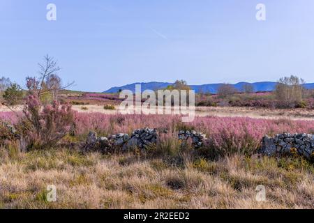 Galicien-Landschaft auf dem Weg von St. James Stockfoto