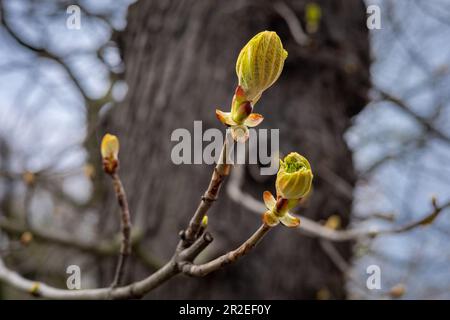 Grüne Blattknospen aus Rosskastanie (Aesculus) am Baum im Frühling. Stockfoto