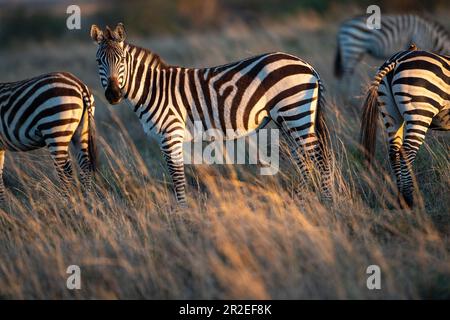 Zebras in Maasai Mara Kenia Stockfoto