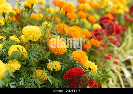 Tagetes erecta, die Azteken-Gelbblüte oder mexikanische Gelbblüten wachsen als Dekor Stockfoto