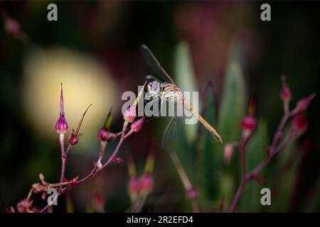 Wunderschöne Libellen-Makro auf wilden roten Blumen von einer nördlichen portugiesischen Wiese am Abend Stockfoto