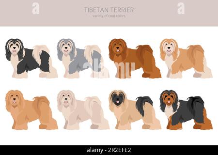 Tibetischer Terrier Clipart. Verschiedene Posen, Fellfarben eingestellt. Vektorgrafik Stock Vektor