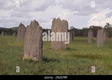 Amitermes meridionalis, gemeinhin als magnetische Termite oder Kompasstermite bekannt, ist eine Art von eusozialen Insekten in der Familie der Termitidae. Stockfoto