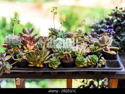 Auf einem Blumenmarkt wurden viele Sukkulenten von Echeveria elegans, Echeveria, Sedum, Graptopetalum (leatherpetal) eingetopft Stockfoto