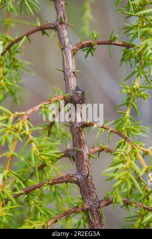 Wunderschöner flacher Käfer Carpocoris purpureipennis, der auf einem Grasblatt sitzt. Makro. Stockfoto