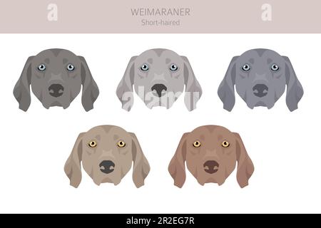 Weimaraner verkürzte Hundeklippe. Alle Mantelfarben eingestellt. Infografik zu den Merkmalen aller Hunderassen. Vektordarstellung Stock Vektor