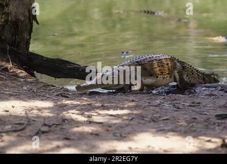 Das Süßwasserkrokodil (Crocodylus johnstoni), auch bekannt als australisches Süßwasserkrokodil, Johnstones Krokodil oder Fresh, ist eine Art Stockfoto