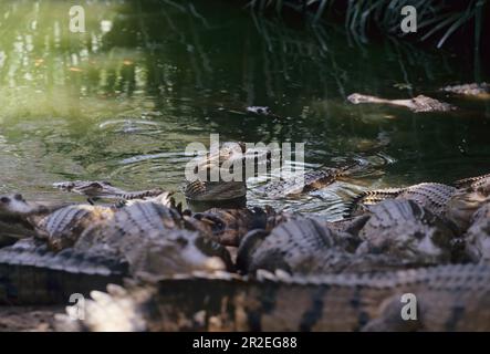 Das Süßwasserkrokodil (Crocodylus johnstoni), auch bekannt als australisches Süßwasserkrokodil, Johnstones Krokodil oder Fresh, ist eine Art Stockfoto