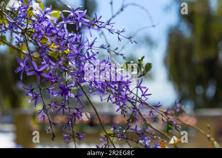 Petrea volubilis, gemeinhin bekannt als violetter Kranz, Königskranz oder Sandpapierrebe, die in vietnam angebaut wird Stockfoto