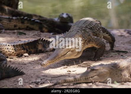 Das Süßwasserkrokodil (Crocodylus johnstoni), auch bekannt als australisches Süßwasserkrokodil, Johnstones Krokodil oder Fresh, ist eine Art Stockfoto