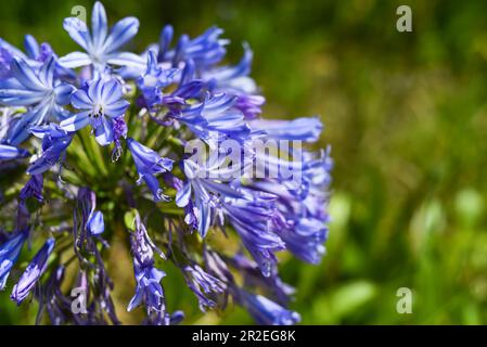 Agapanthus africanus oder die Afrikanische Lilie, die in Da Lat Vietnam wächst Stockfoto